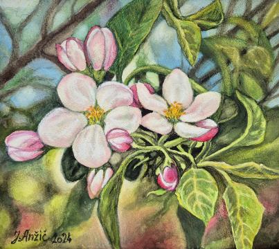 Cvetoča jablana (Akvarel - 27x24) Jožef Anžič